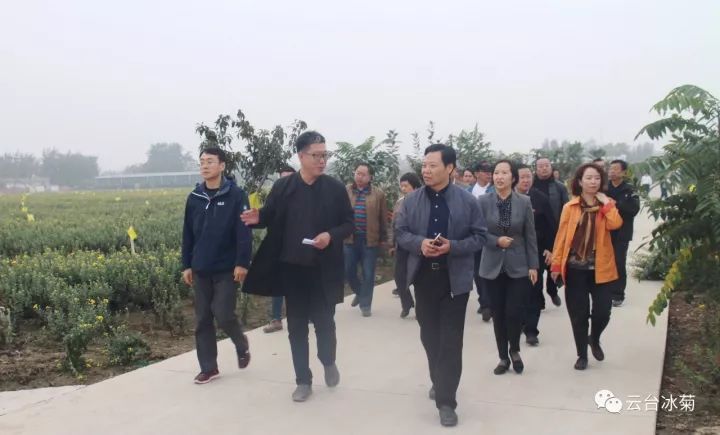 云臺冰菊基地發(fā)生了什么？一批批領(lǐng)導(dǎo)專家團(tuán)隊前來！